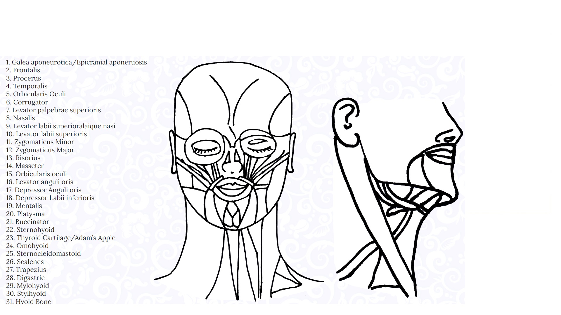 Muscles of the face.