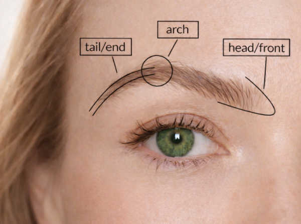 Eyebrow mapping guide showing the brow head, arch, and tail for natural pencil fill-in
