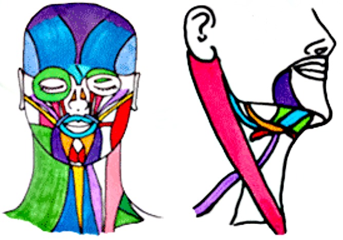 Colorful drawing of face and neck muscle chart.