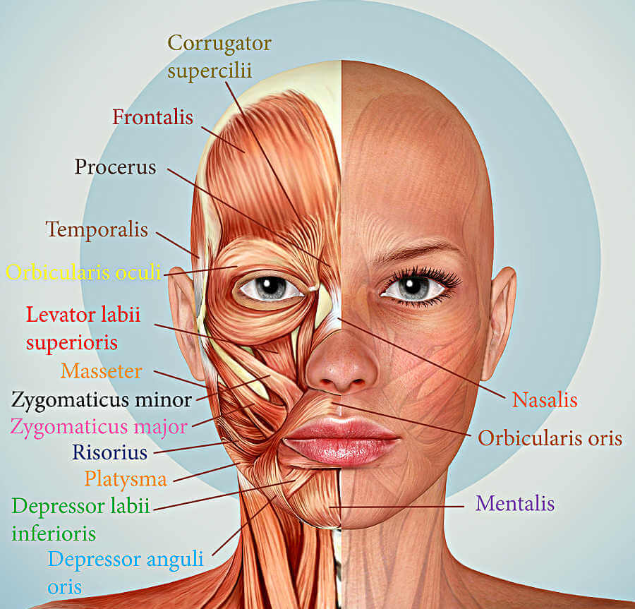 Facial exercises: A skincare option for dull skin. facial-anatomy