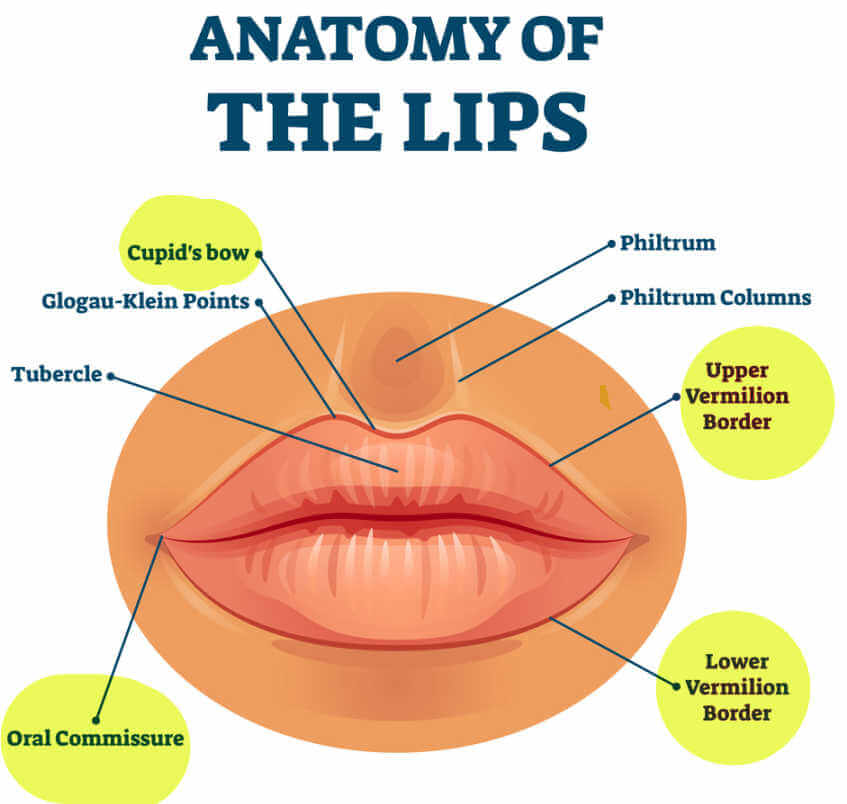 Vermilion border of the lip.