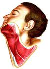 best neck cream for a turkey neck